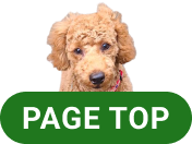 PAGE TOP